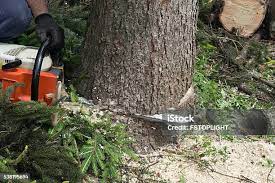 Best Tree Cabling and Bracing  in Fearrington Village, NC