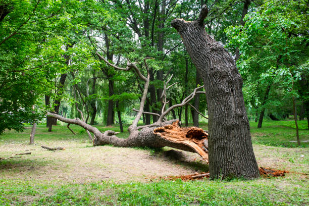 Best Tree Disease Treatment  in Fearrington Village, NC