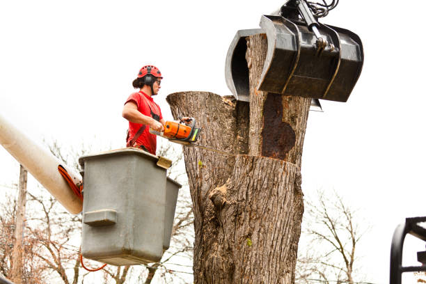 Best Fruit Tree Pruning  in Fearrington Village, NC